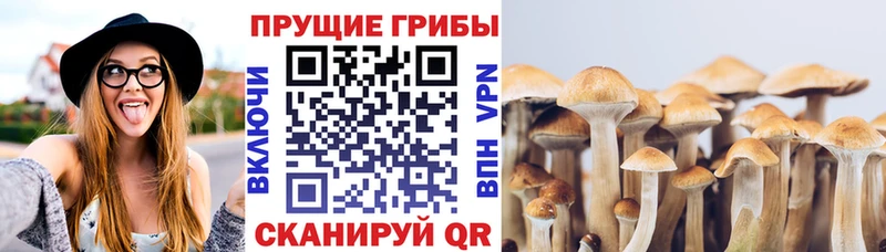 Галлюциногенные грибы Cubensis  даркнет сайт  Бологое 